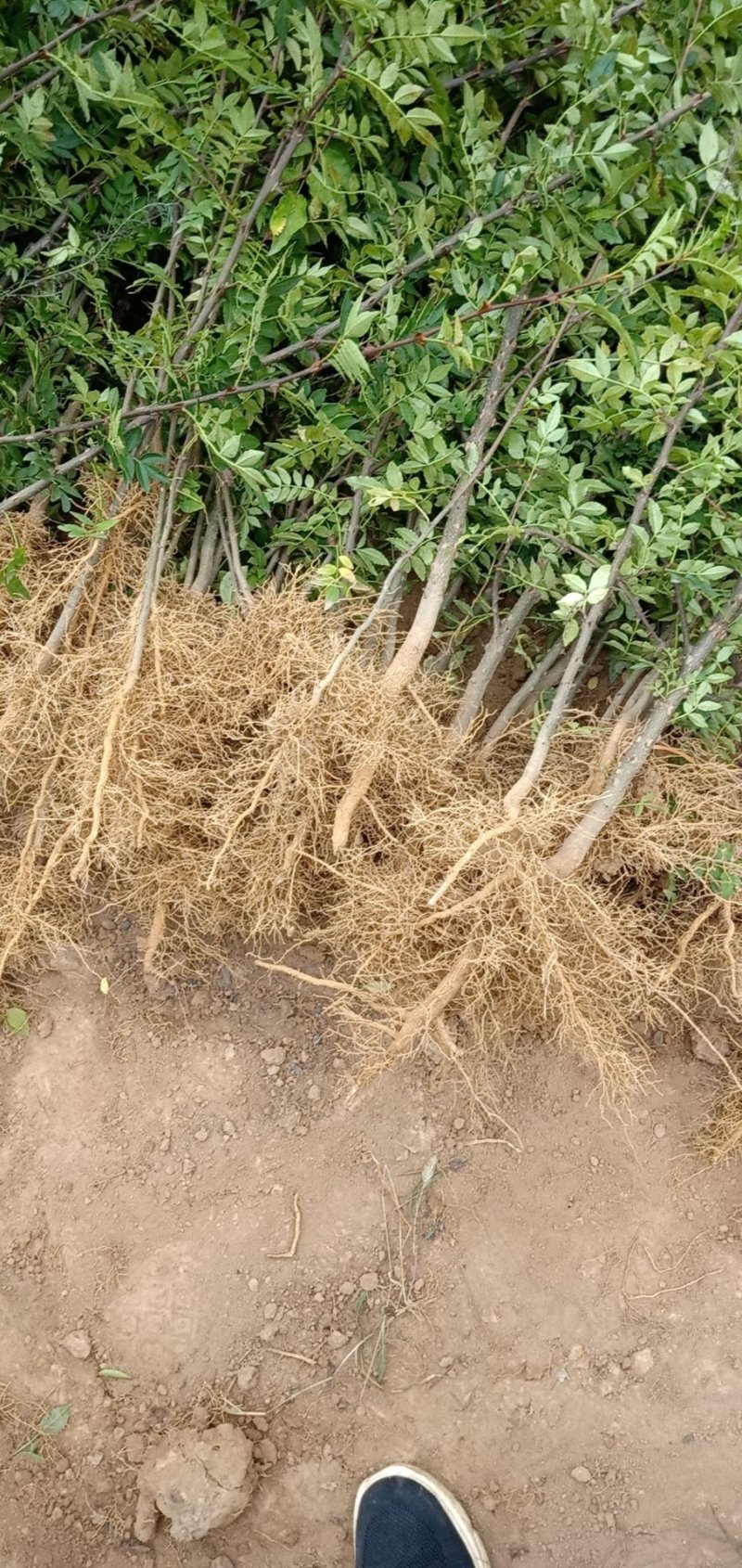 种苗大红袍花椒苗