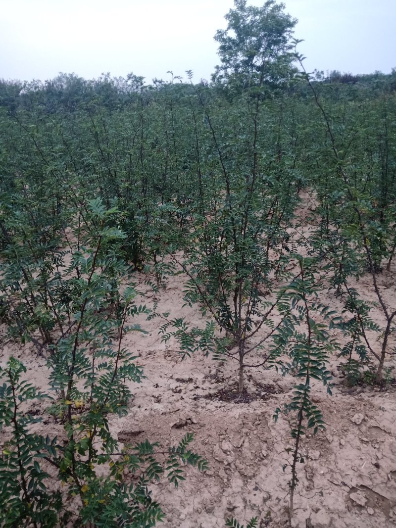 种苗大红袍花椒苗