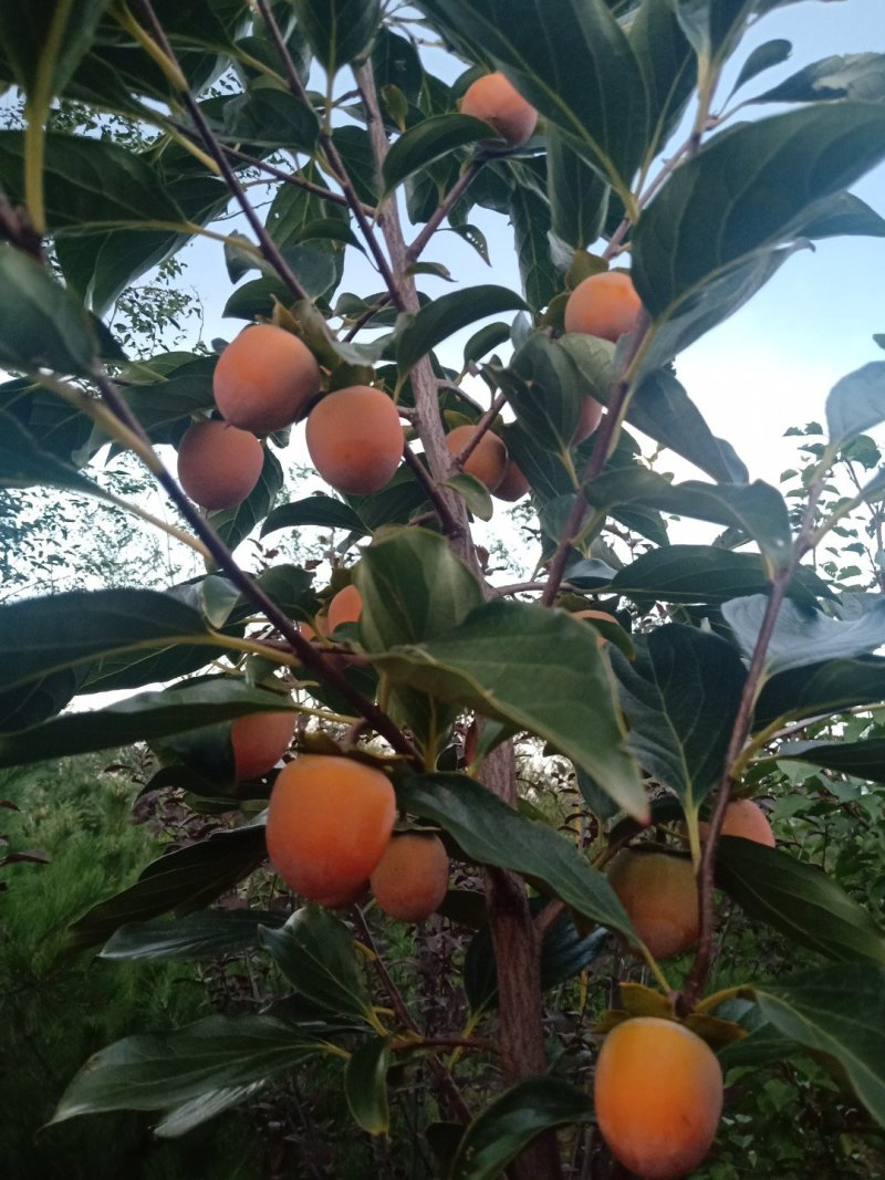 种苗甜柿子苗