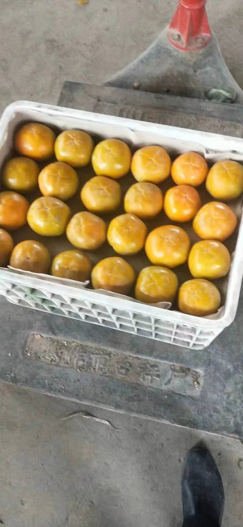 种苗甜柿子苗