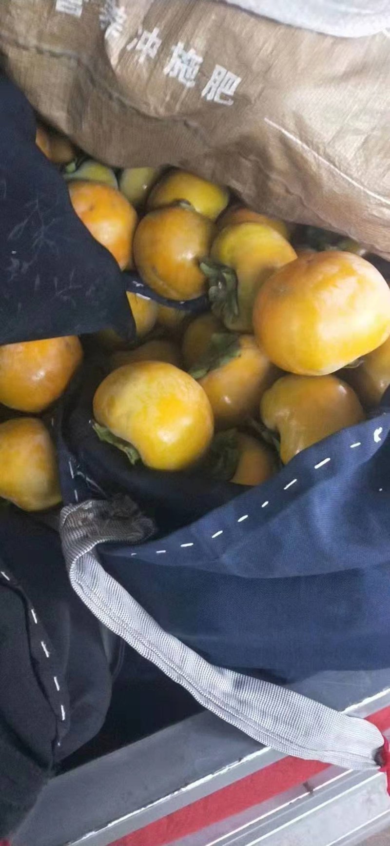 种苗甜柿子苗