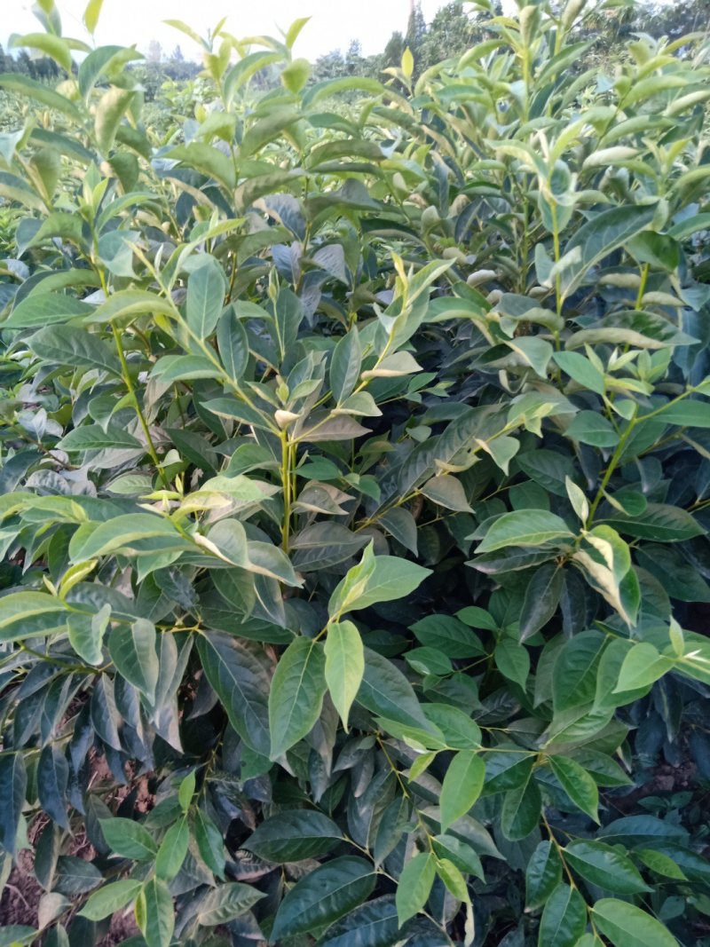 种苗甜柿子苗