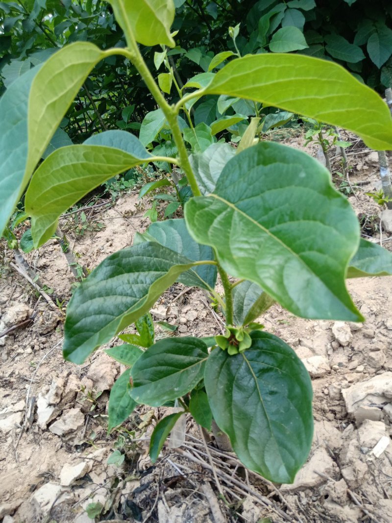 种苗甜柿子苗