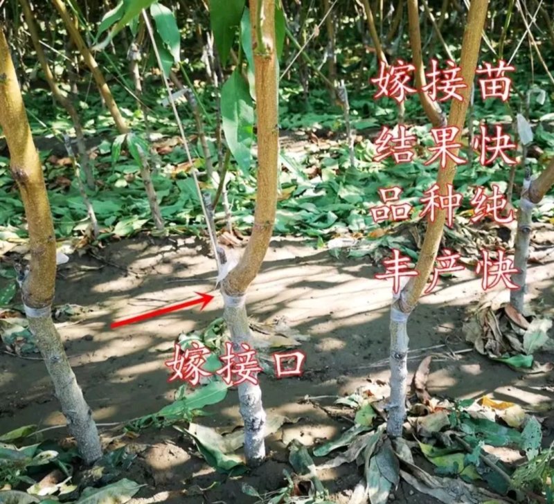 桃树苗黄金蜜桃早熟金秋红蜜映霜突围包成活签合同