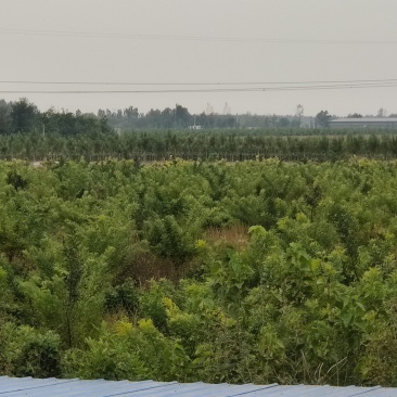 金枝金叶槐清圃