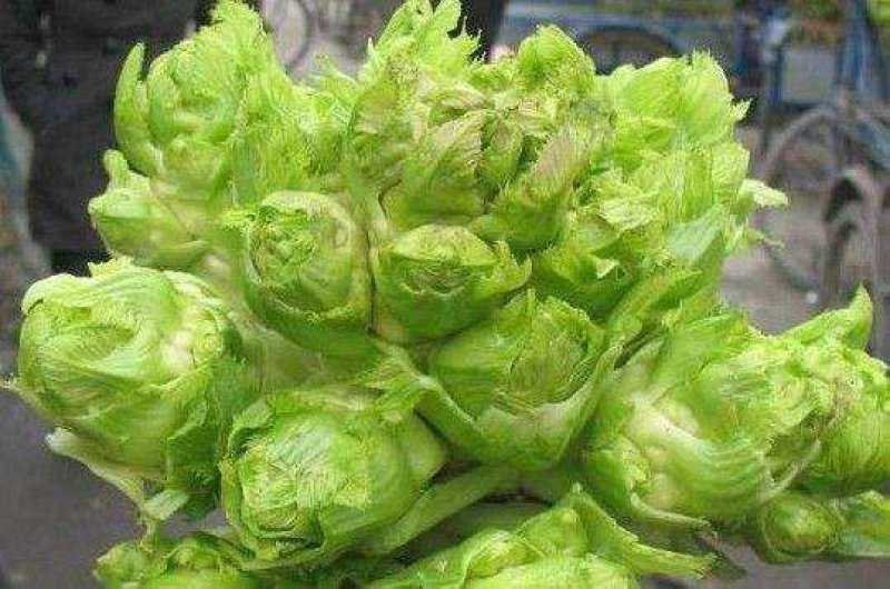 儿菜产地供货