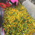 普早蜜桔/中熟蜜桔/晚熟蜜桔/小青柑/落地果（特早**