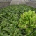 儿菜传供，大型市场厂加工厂。