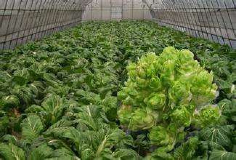 儿菜传供，大型市场厂加工厂。