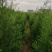 侧柏苗，保品种纯度，包成活率，1-3米侧柏苗