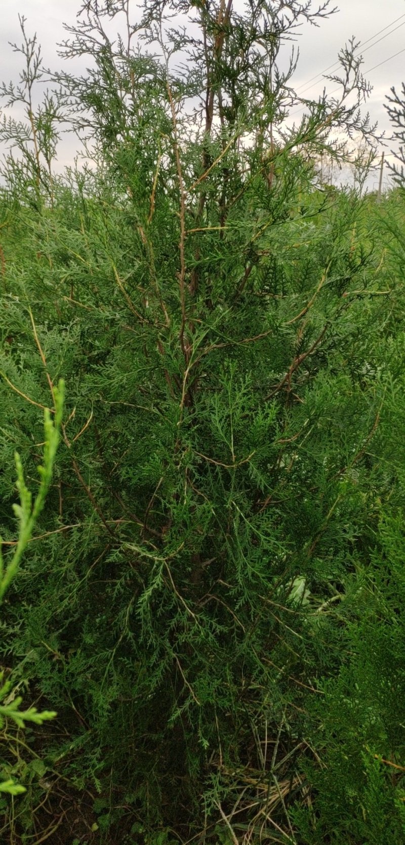 侧柏苗，保品种纯度，包成活率，1-3米侧柏苗