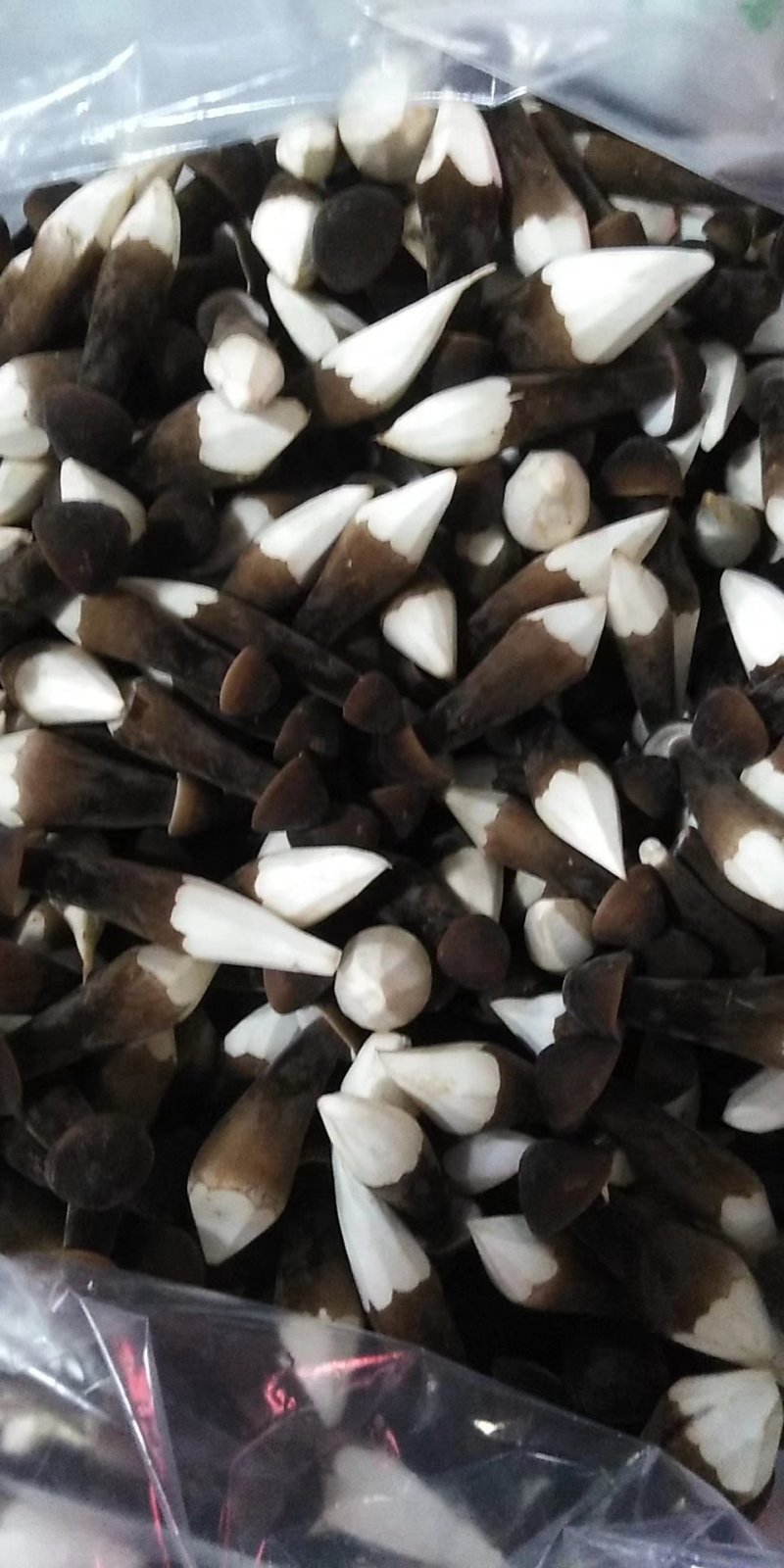 黑皮鸡枞菌新鲜