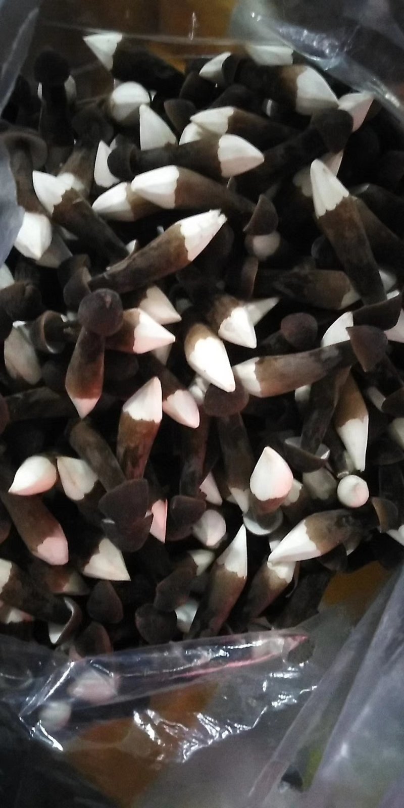 黑皮鸡枞菌新鲜