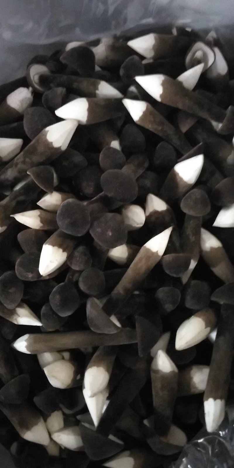 黑皮鸡枞菌新鲜