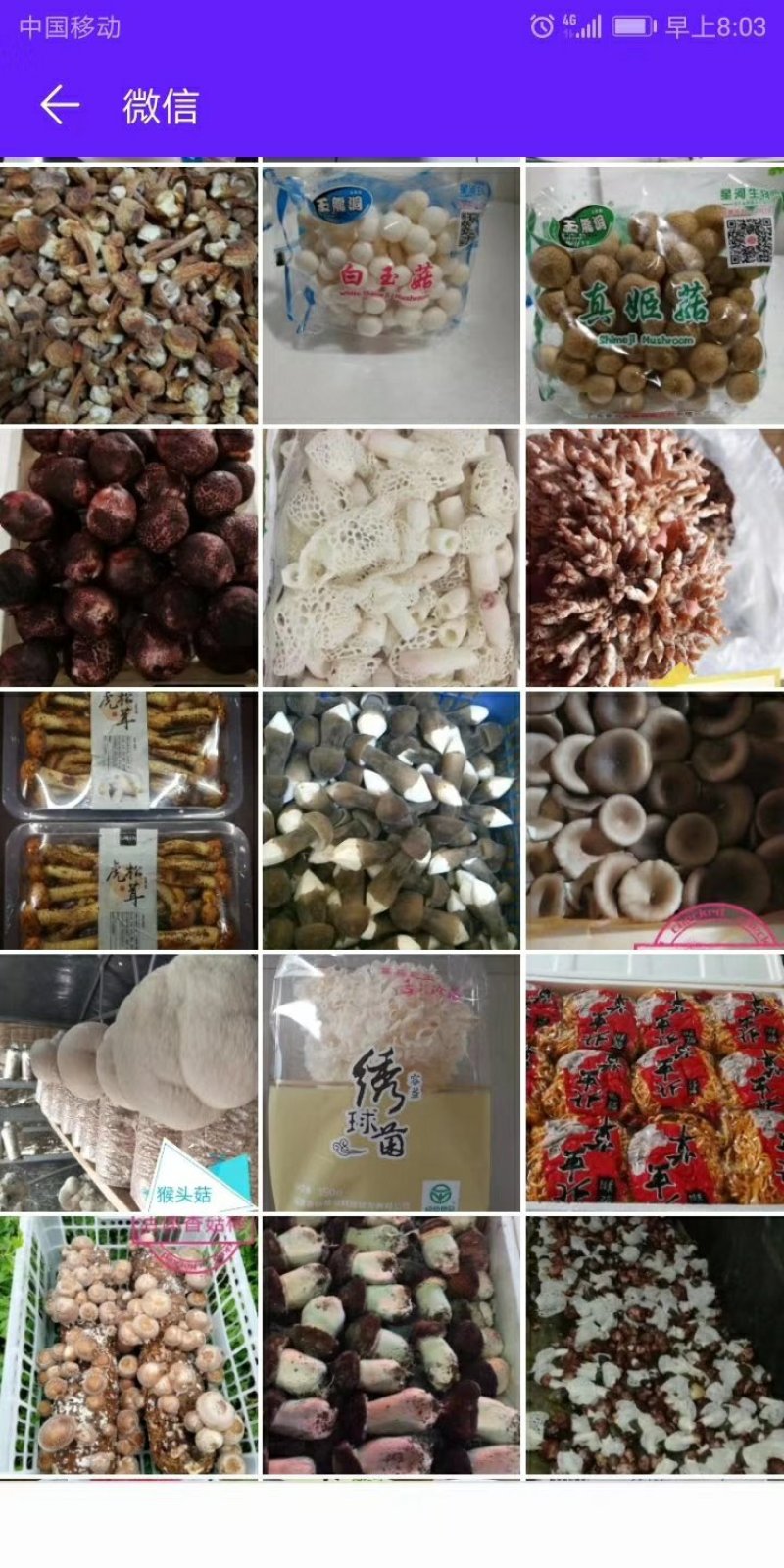黑皮鸡枞菌新鲜