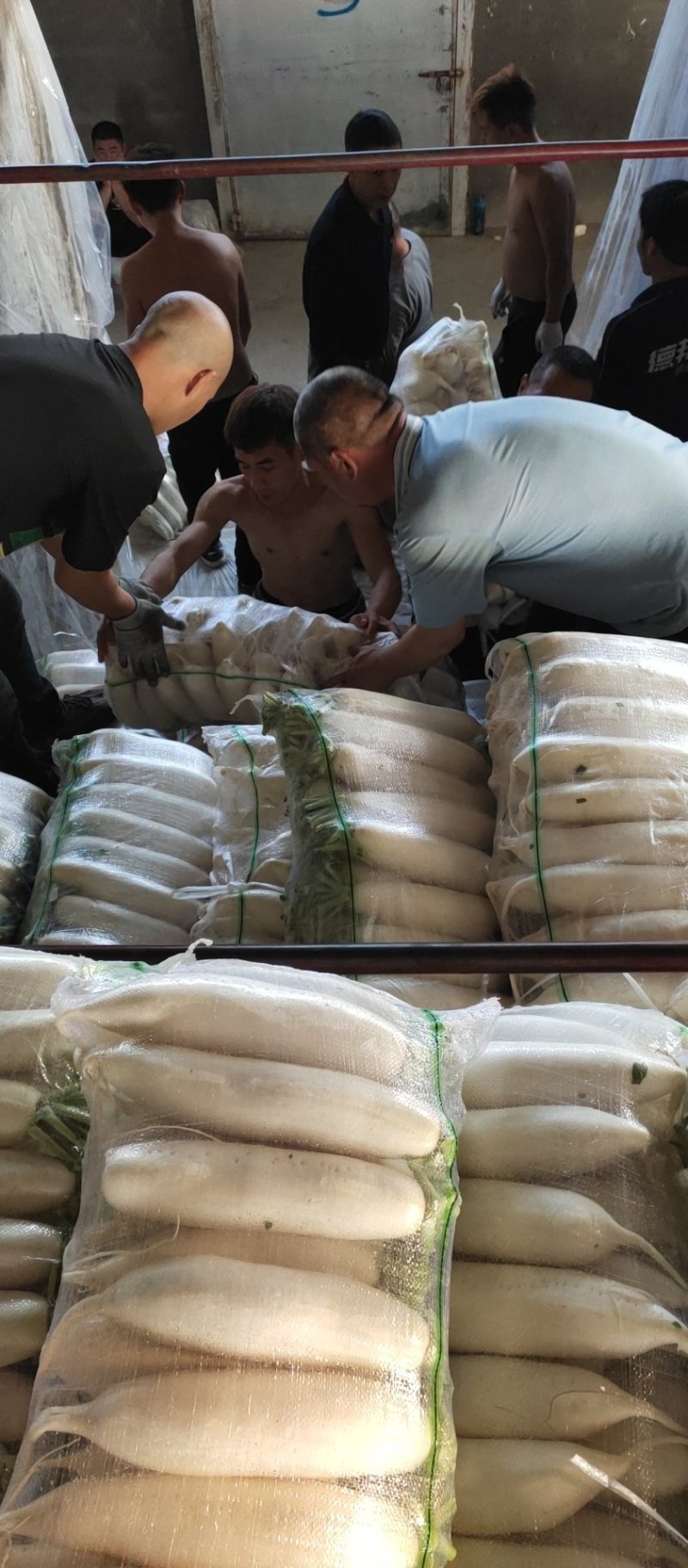 白萝卜大量出售需要的联系纯白白萝卜价格优美洗货打冷
