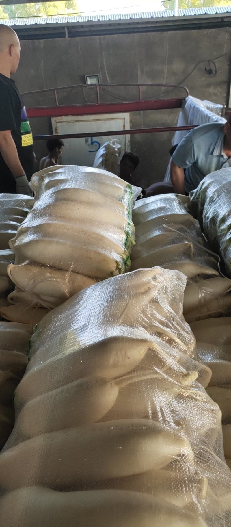 白萝卜大量出售需要的联系纯白白萝卜价格优美洗货打冷