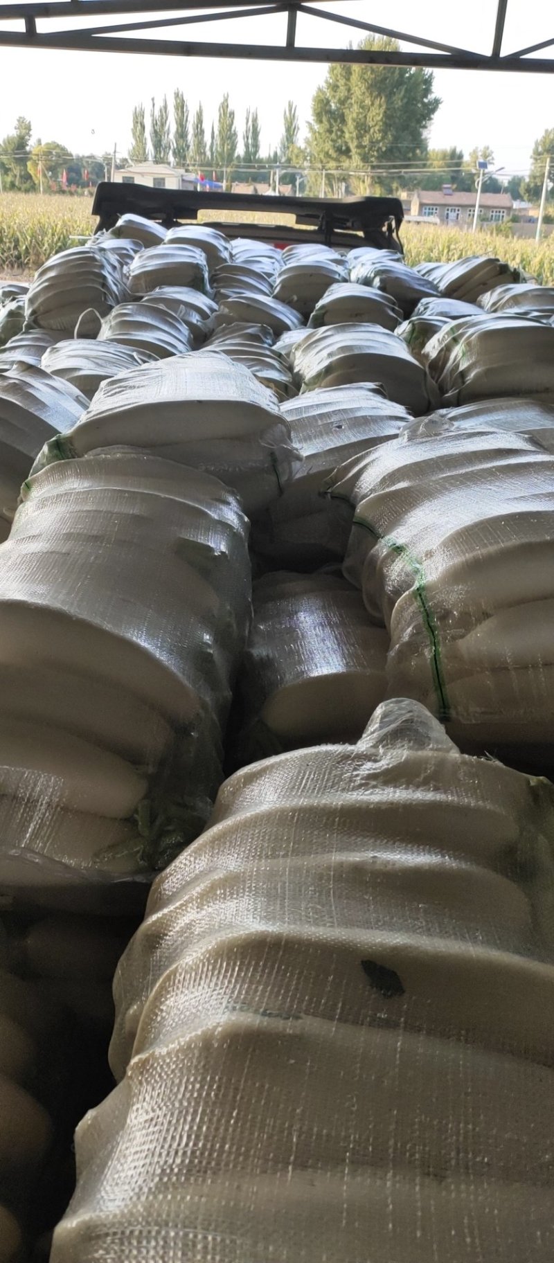 白萝卜大量出售需要的联系纯白白萝卜价格优美洗货打冷