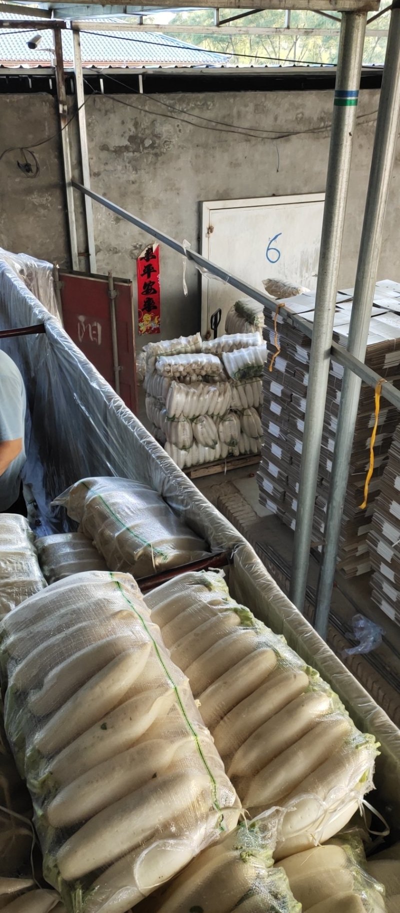 白萝卜大量出售需要的联系纯白白萝卜价格优美洗货打冷