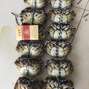 大量批发大闸蟹