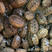 中华草龟，温室中华草，30-50克，1-2两，2-3两，两