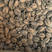 中华草龟，温室中华草，30-50克，1-2两，2-3两，两