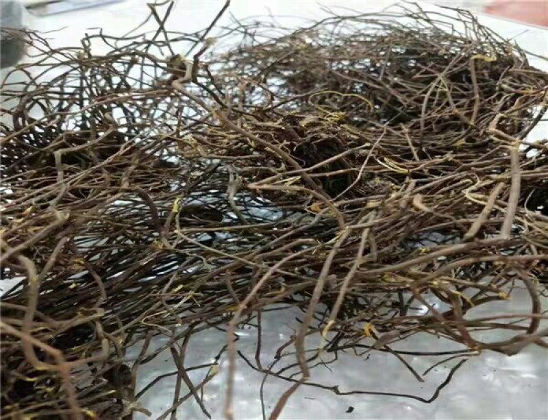 马尾莲产地直供支持线上交易可搭配多品种采购大货联系