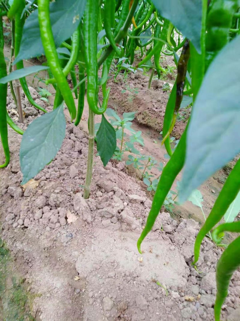 山东蔬菜，线椒，辣椒，基地直发，二荆条，整车供应