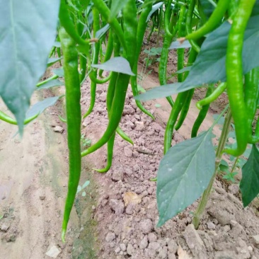 山东蔬菜，线椒，辣椒，基地直发，二荆条，整车供应