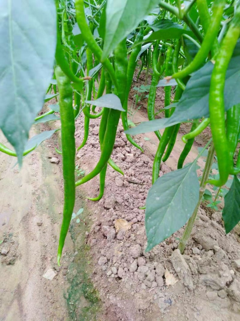 山东蔬菜，线椒，辣椒，基地直发，二荆条，整车供应