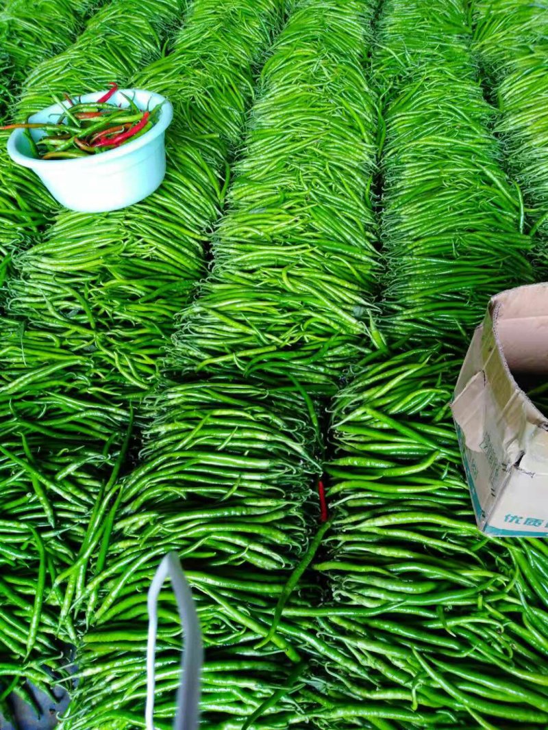 山东蔬菜，线椒，辣椒，基地直发，二荆条，整车供应