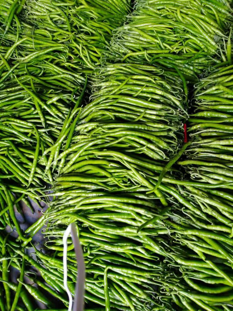 山东蔬菜，线椒，辣椒，基地直发，二荆条，整车供应