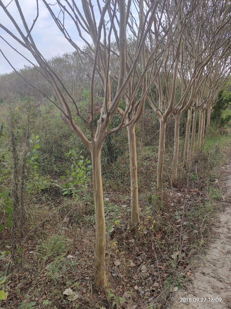 紫薇红花红叶石楠