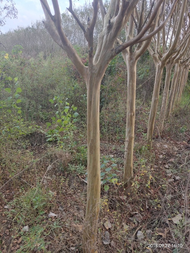 紫薇红花红叶石楠