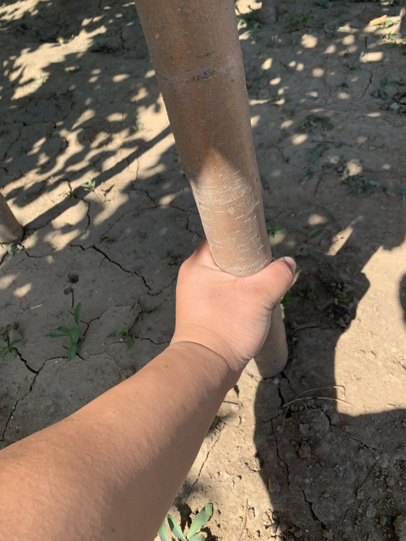 富士苹果树，鲁丽苹果苗，烟富8号，烟富3号
