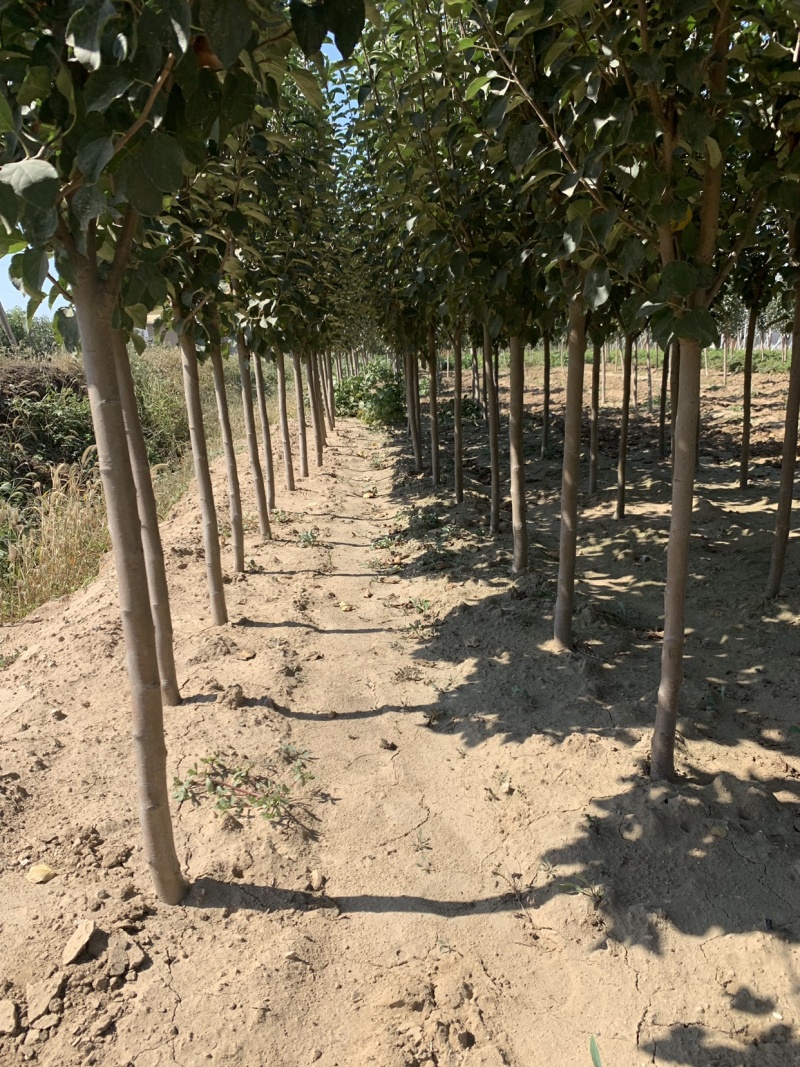 富士苹果树，鲁丽苹果苗，烟富8号，烟富3号