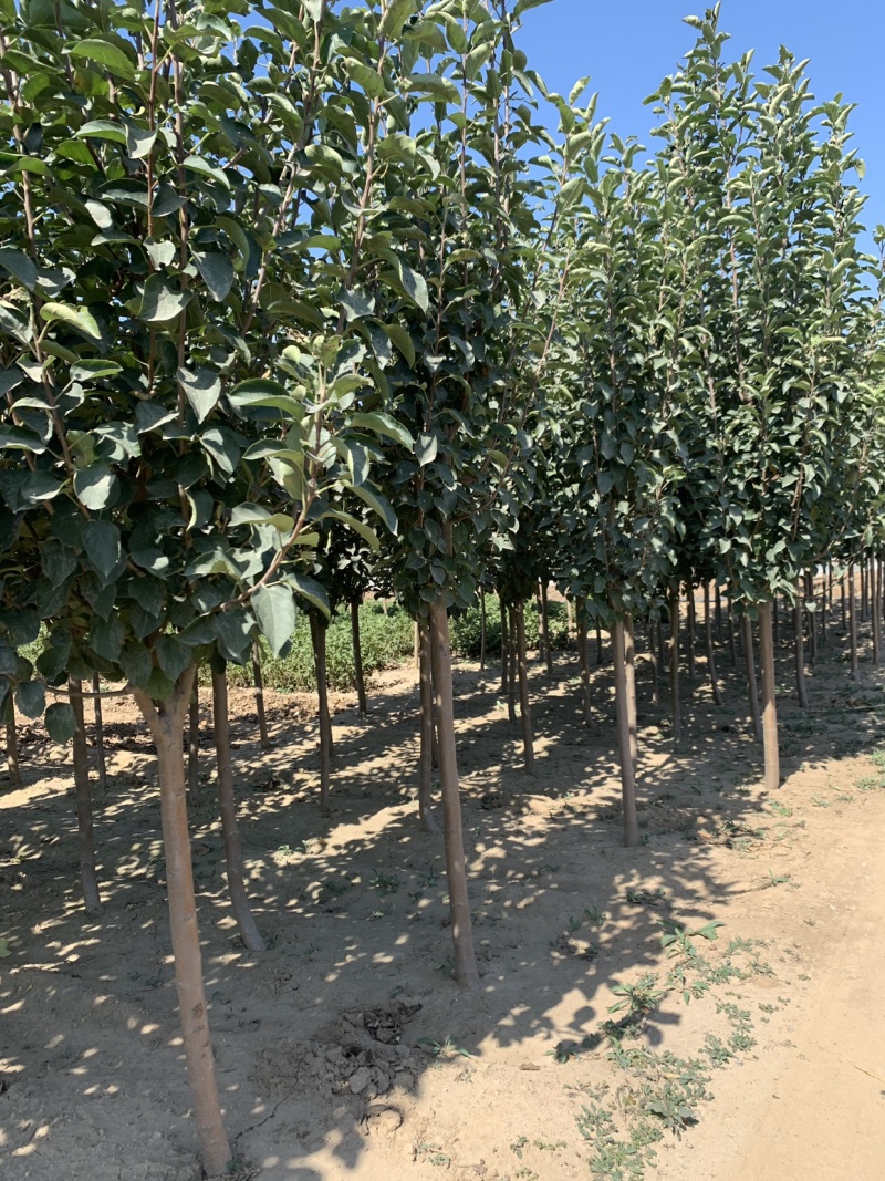 富士苹果树，鲁丽苹果苗，烟富8号，烟富3号