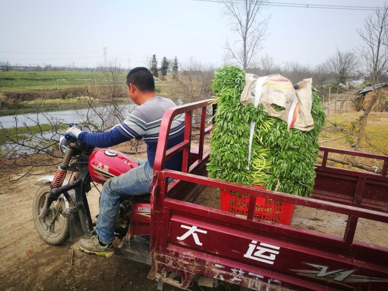 一件代发新鲜藜蒿芦蒿黎蒿蒌蒿泥蒿嫩带叶3斤泡沫箱冰袋