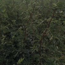 精选优质嫁接无刺花椒苗