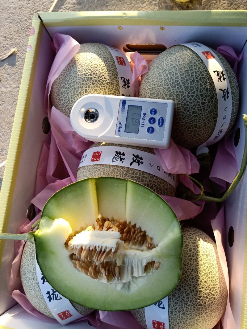 美华玫珑嘉华牛三翠甜网纹甜瓜种植产地糖度高诚信代办