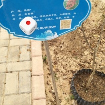 高产优质无刺葡萄花椒苗