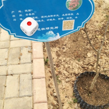 高产优质无刺葡萄花椒苗