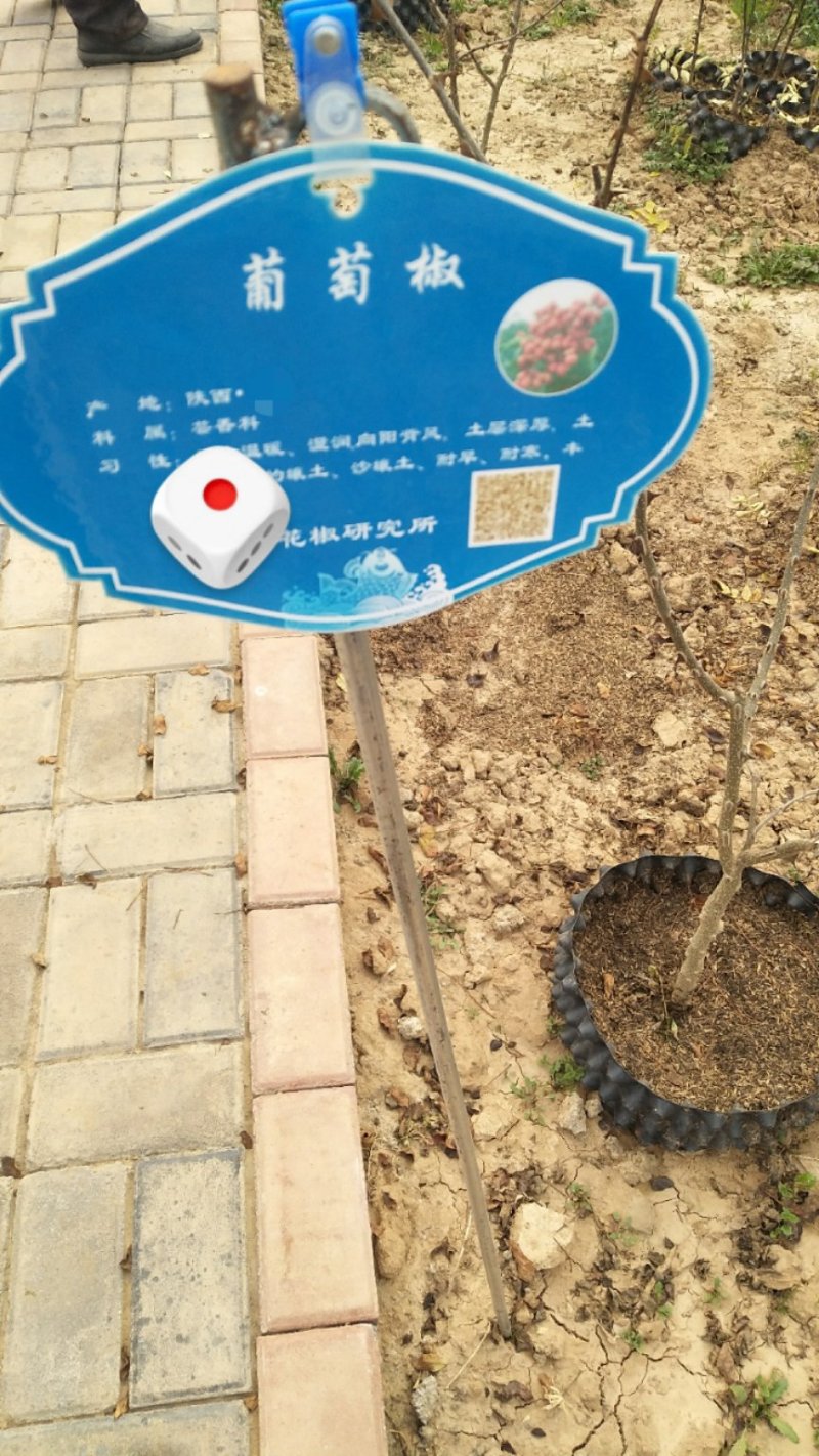 高产优质无刺葡萄花椒苗