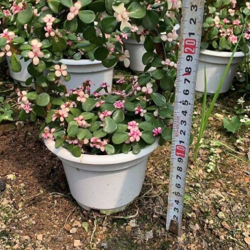 金枝玉叶(可视频看货)基地直销