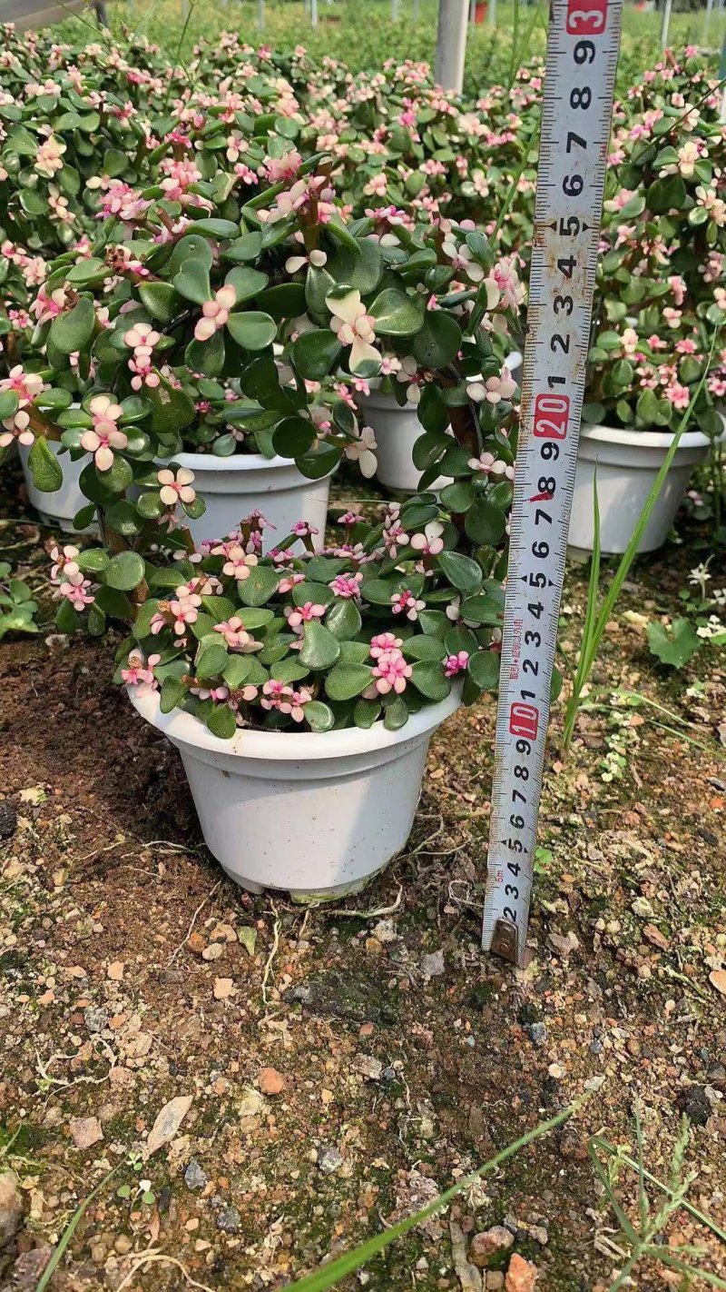 金枝玉叶(可视频看货)基地直销