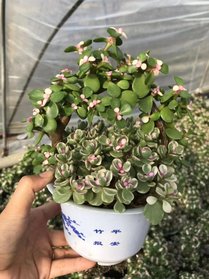 金枝玉叶(可视频看货)基地直销
