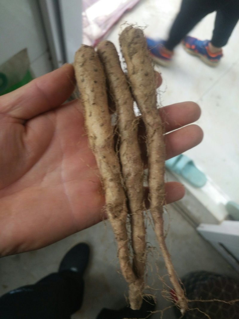 铁棍山药豆秧独立根