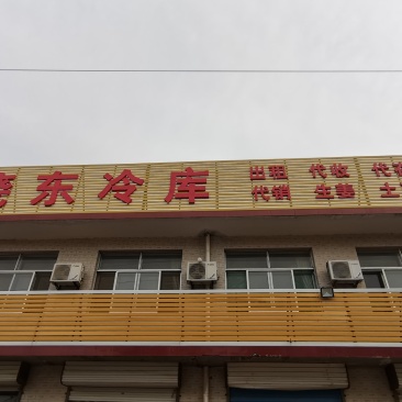 精品红牙鲜姜大量上市供应量大自有冻库品质保证