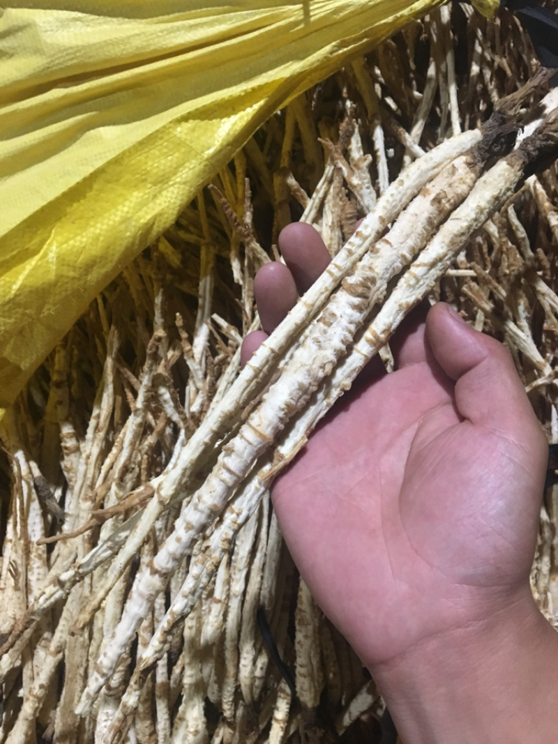 北沙参精品新货价格美丽