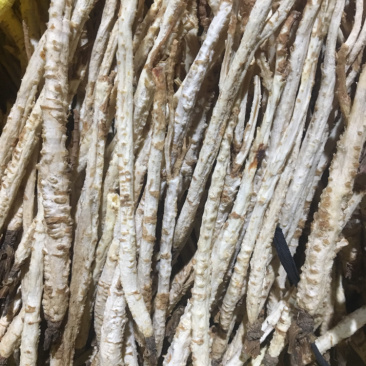 北沙参精品新货价格美丽